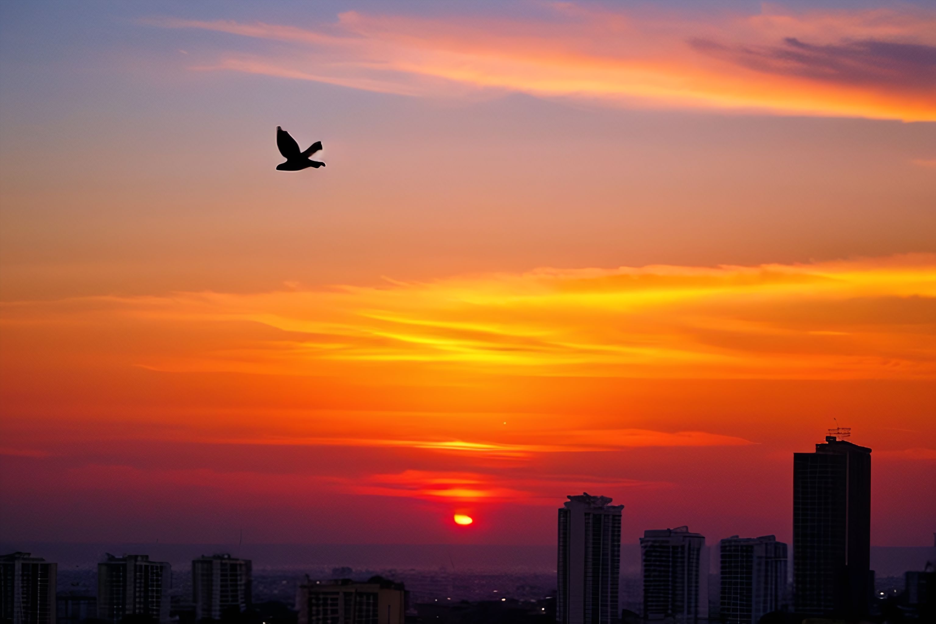 A silhouette of a bird flying over a stunning sunset in Manila