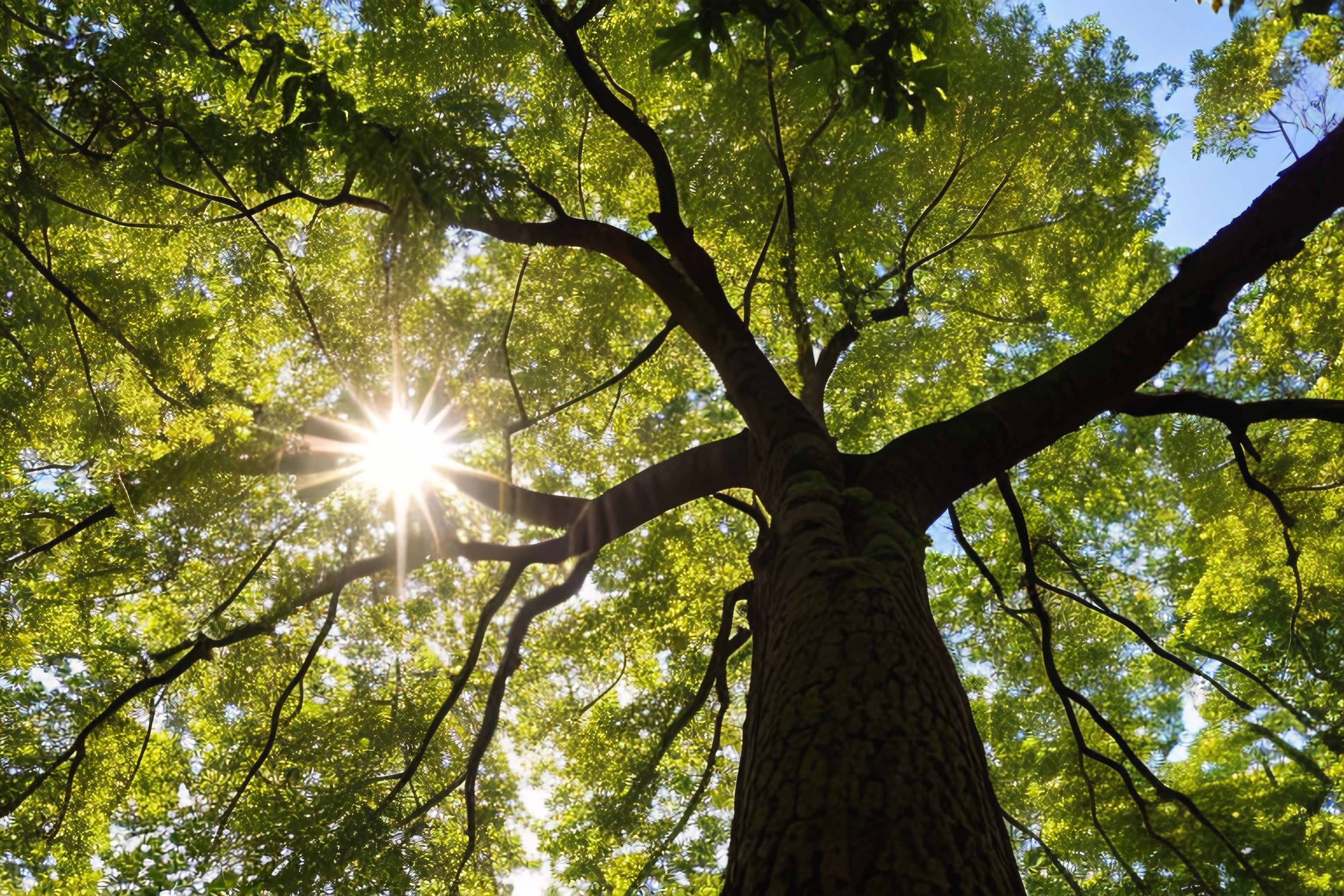 A photo of a tree with sunlight filtering through the leaves.