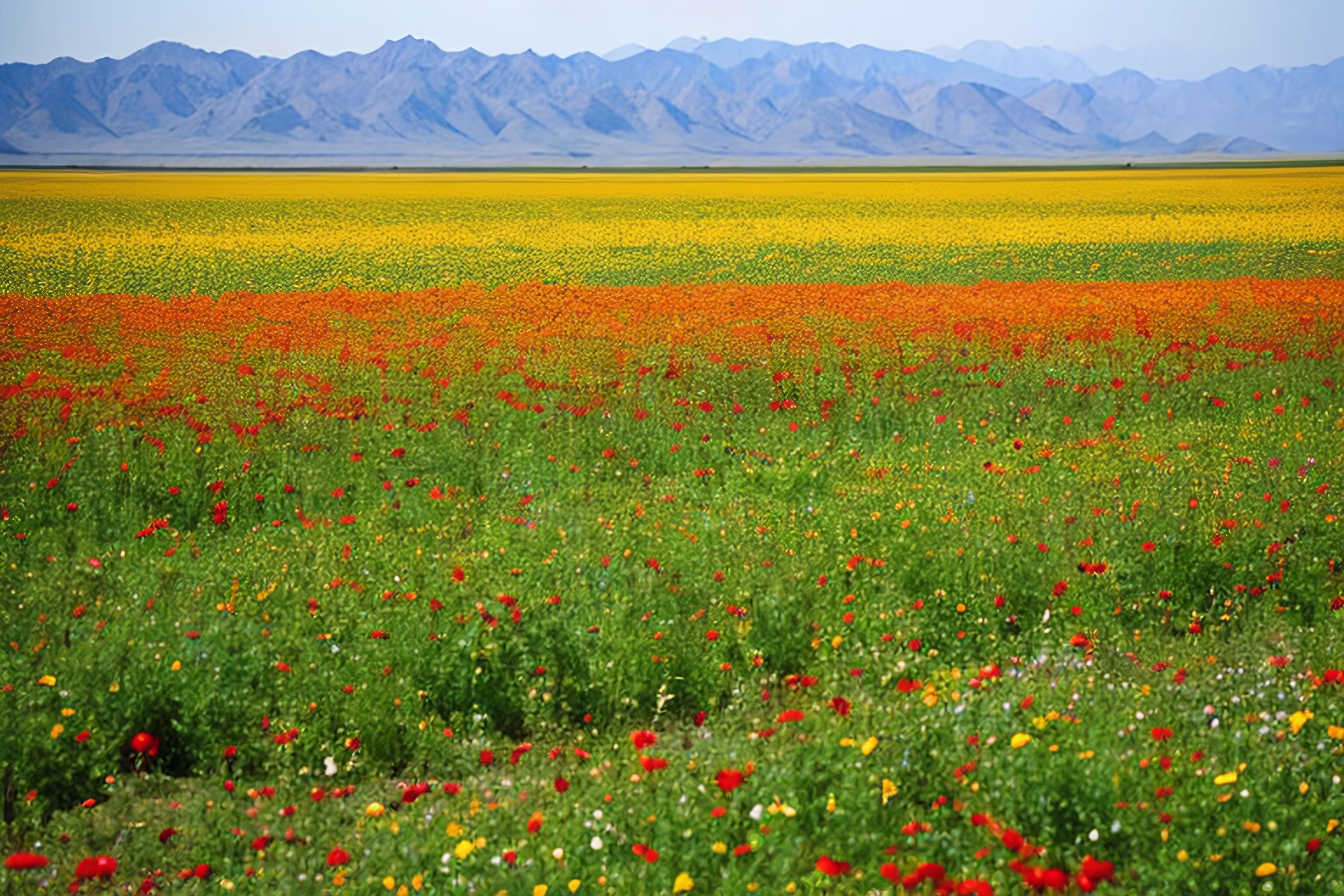A vibrant field of wildflowers in Afghanistan